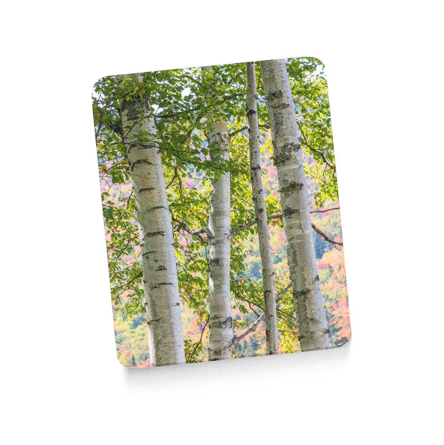 Pastel Autumn Birches Cutting Board by Chris Whiton