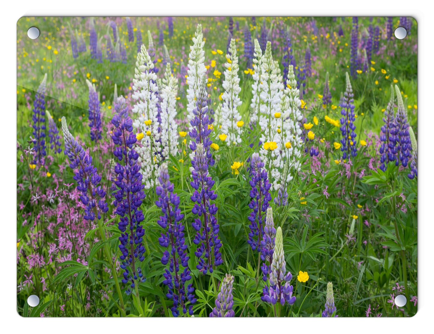 Lupine Bouquet Glass Panel by Chris Whiton