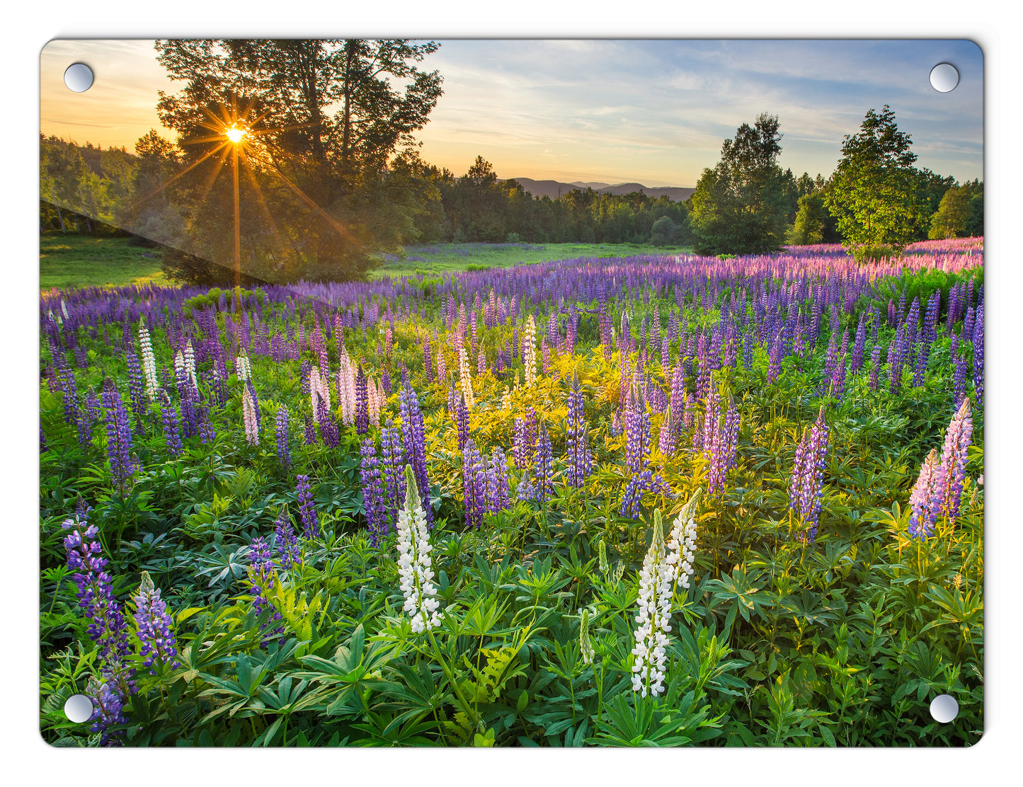 Lupine Field at Sunset Glass Panel by Chris Whiton