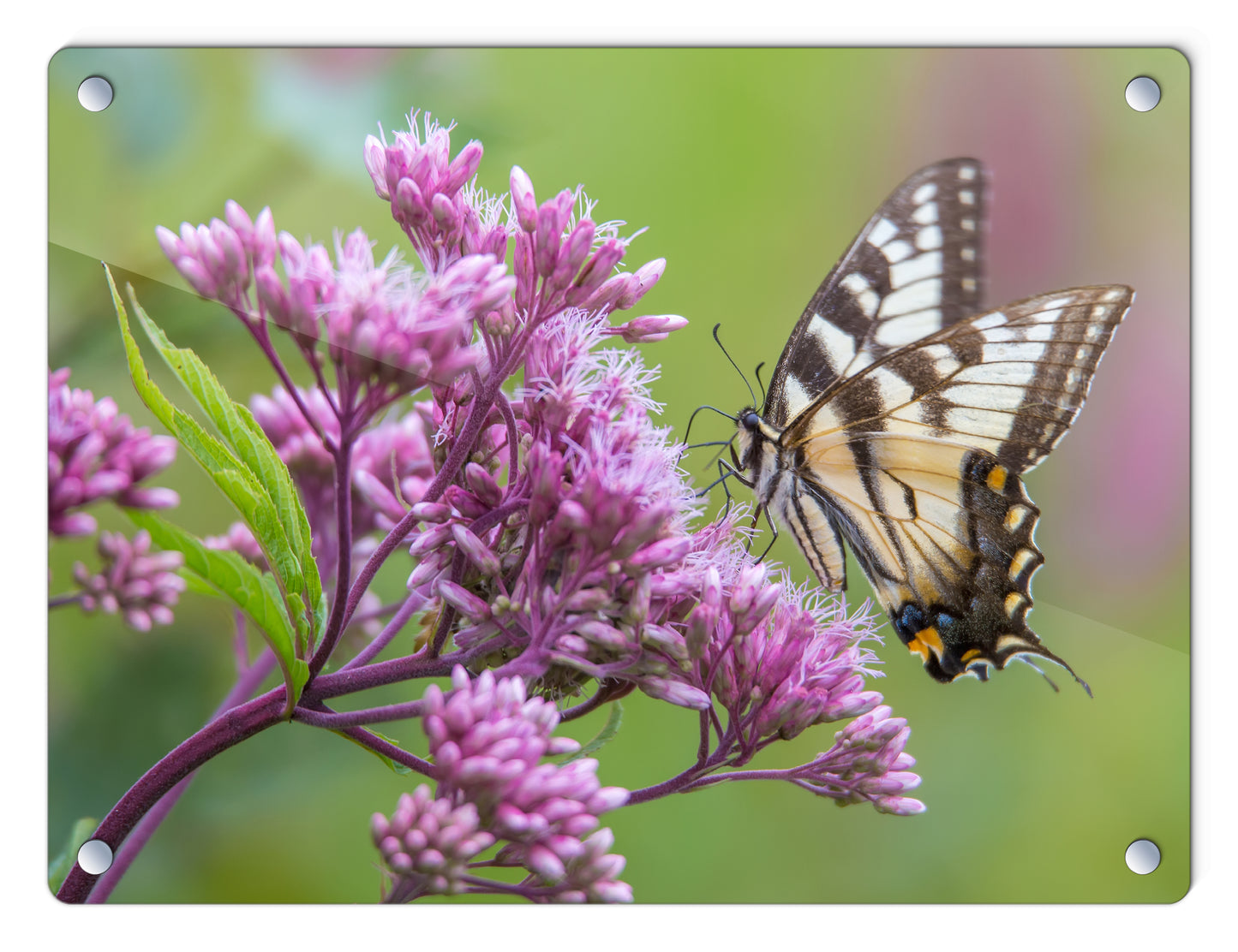 Spring Swallowtail Glass Panel by Chris Whiton