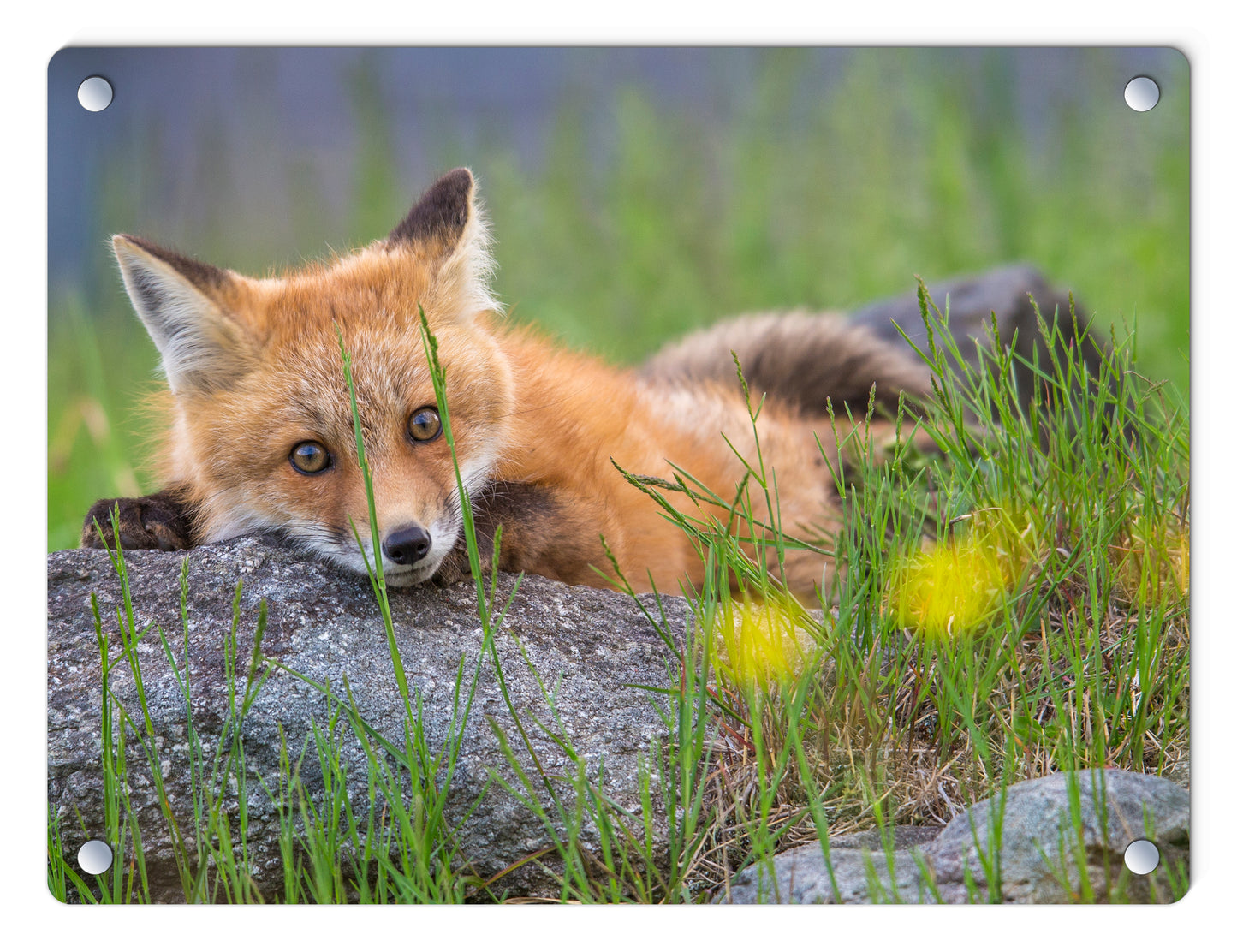 Sugar Hill Fox Resting Glass Panel by Chris Whiton