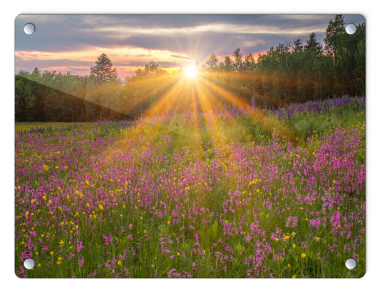 Wildflower Sunburst Glass Panel by Chris Whiton