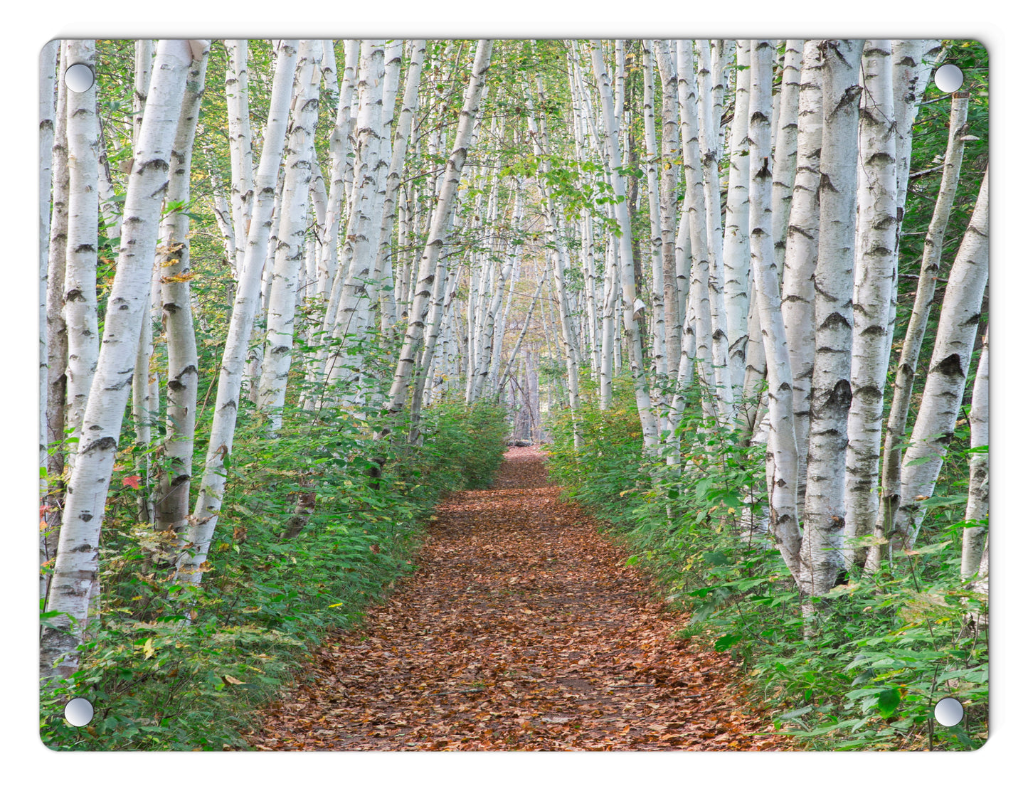 Birch Path Glass Panel by Chris Whiton