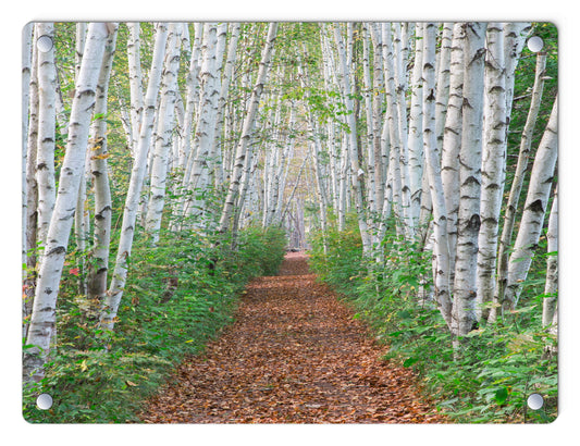 Birch Path Glass Panel by Chris Whiton