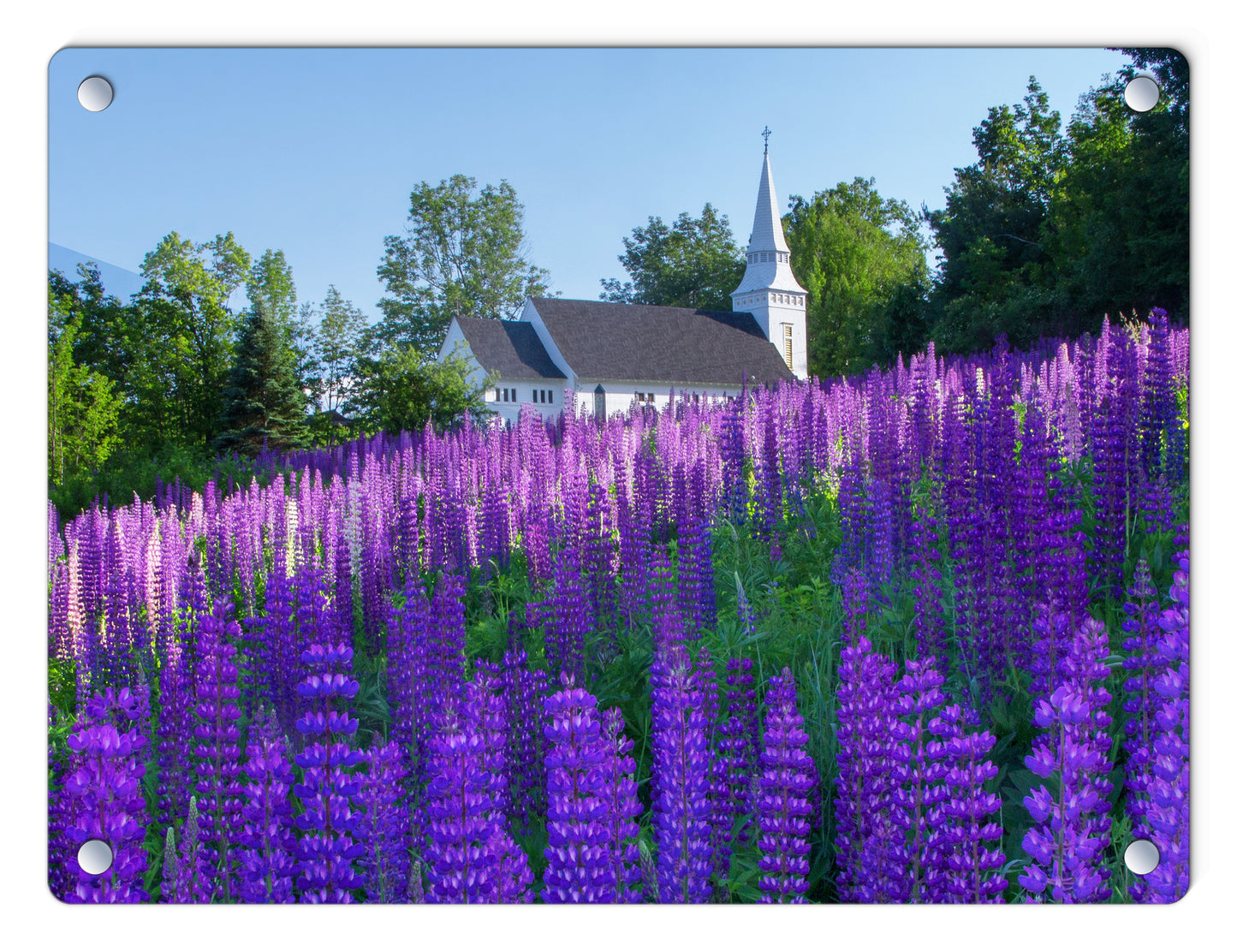 Lupine Church Glass Panel by Chris Whiton