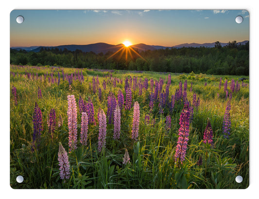 Lupine Sunrise Glass Panel by Chris Whiton