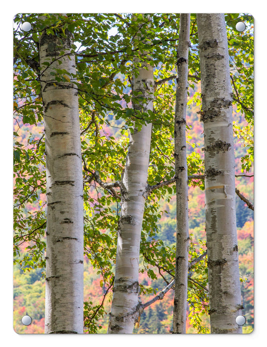 Pastel Autumn Birches Glass Panel by Chris Whiton