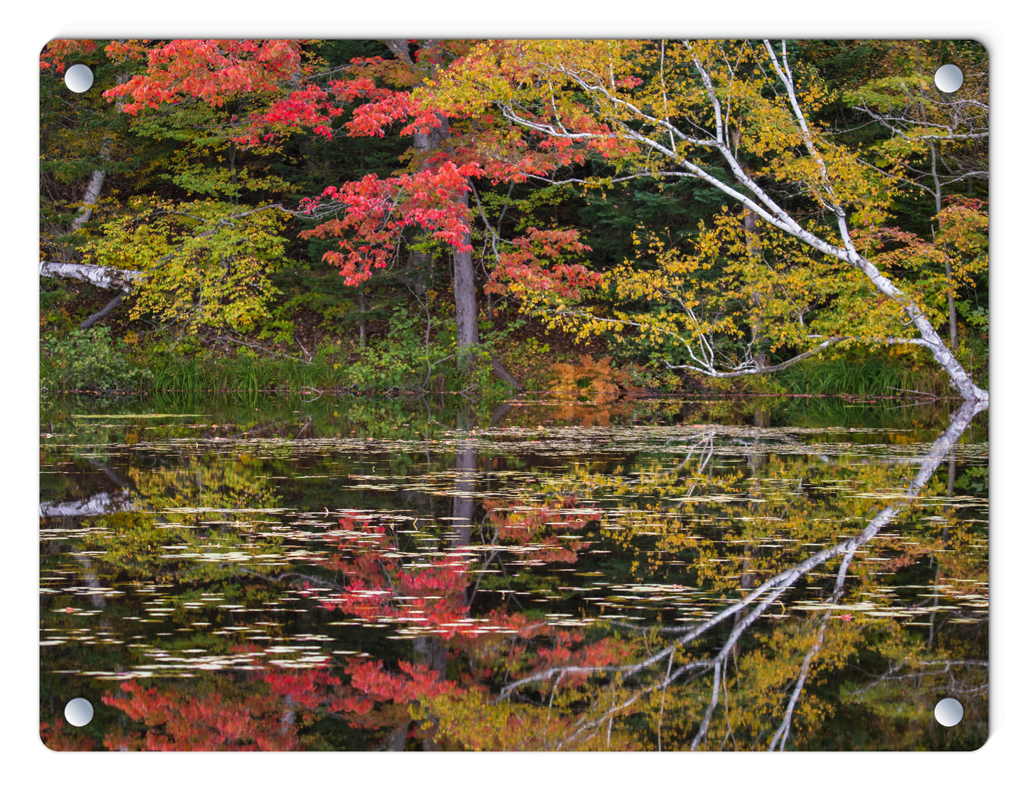 Fall Foliage Reflections Glass Panel by Chris Whiton