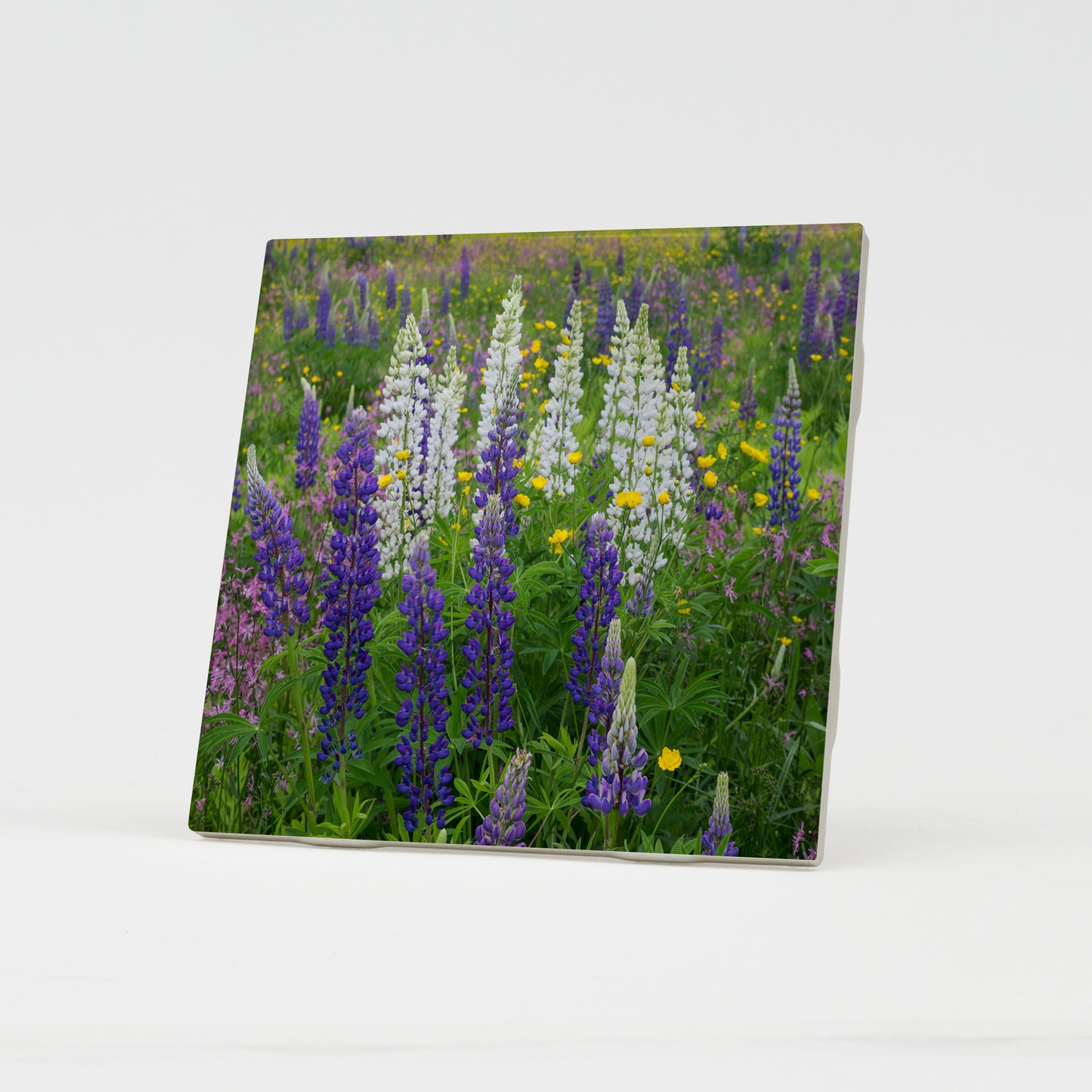 Lupine Bouquet Ceramic Coaster by Chris Whiton