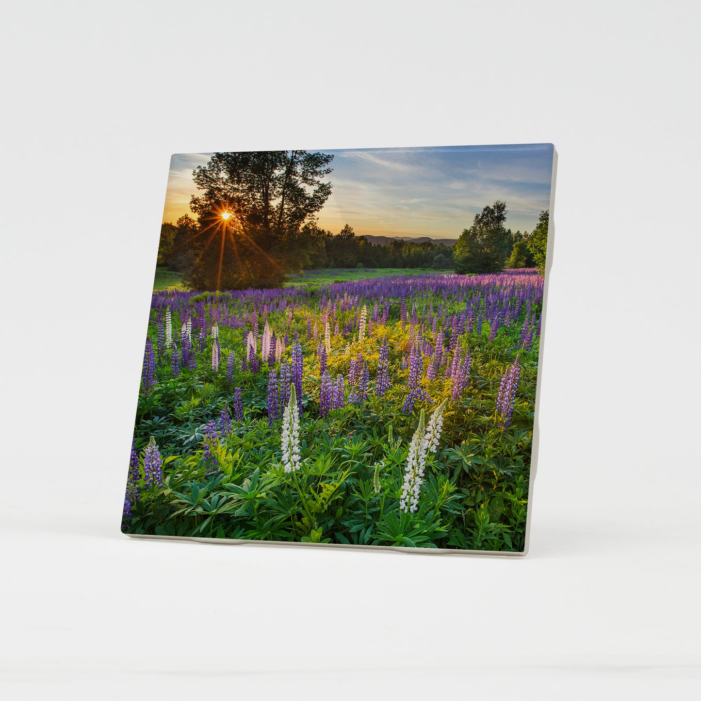 Lupine Field at Sunset Ceramic Coaster by Chris Whiton