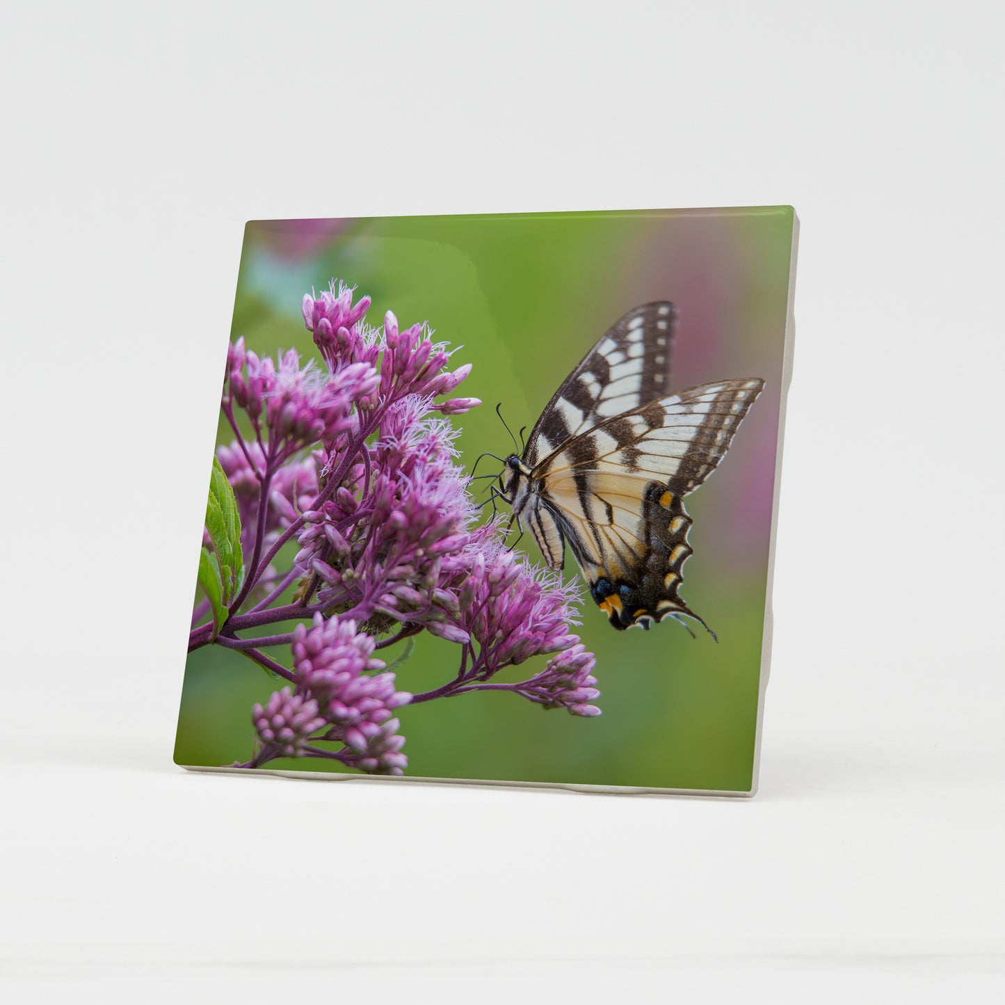 Spring Swallowtail Ceramic Coaster by Chris Whiton
