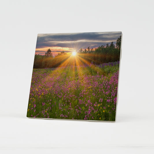 Wildflower Sunburst Ceramic Coaster by Chris Whiton