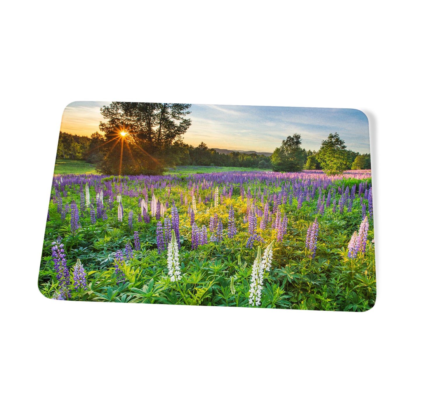 Lupine Field at Sunset Cutting Board by Chris Whiton