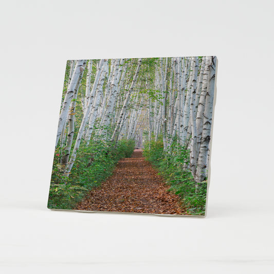 Birch Path Ceramic Coaster by Chris Whiton