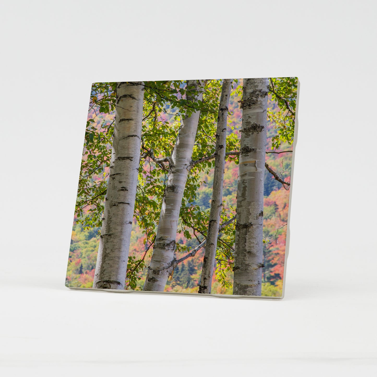 Pastel Autumn Birches Ceramic Coaster by Chris Whiton