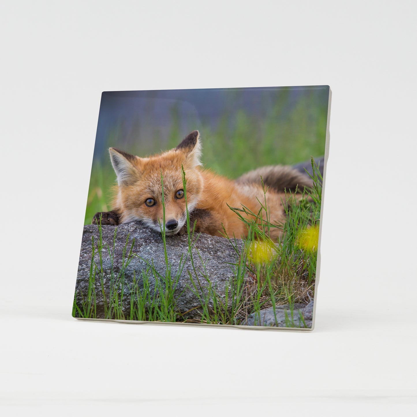 Sugar Hill Fox Resting Ceramic Coaster by Chris Whiton
